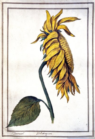 Eine Sonnenblume von Unbekannter Künstler