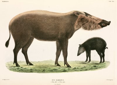 Erwachsener und junger Bartschwein, Indonesien von Unbekannter Künstler