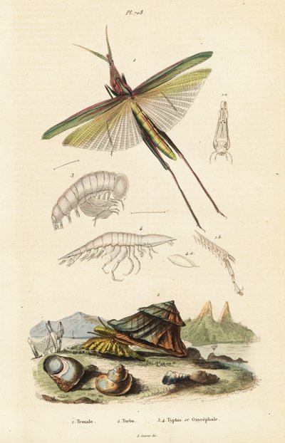 Afrikanische Heuschrecke und Turbanschnecke von Unbekannter Künstler