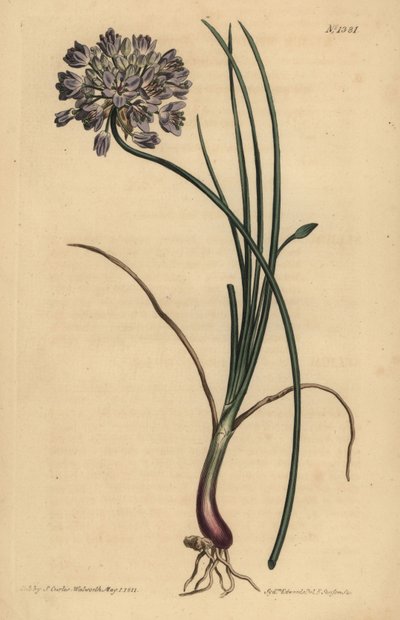 Allium stellerianum (Jonquilblättriger Knoblauch) von Unbekannt