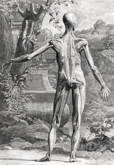 Anatomische Illustration von Unbekannter Künstler