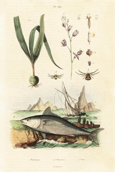 Atlantischer Blauflossenthun und Belitia-Orchidee von Unbekannter Künstler