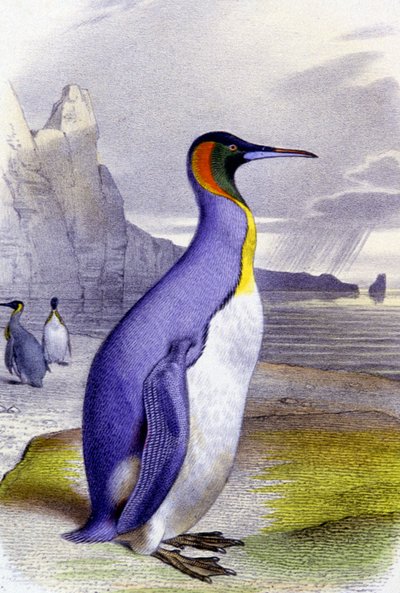 Großer Pinguin, ca. 1850 (Lithographie) von Unbekannter Künstler