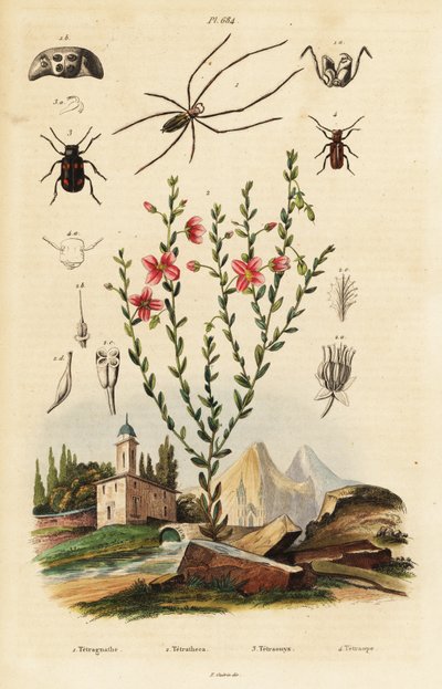 Schwarzäugige Susanne, Spinne und Käfer von Unbekannter Künstler