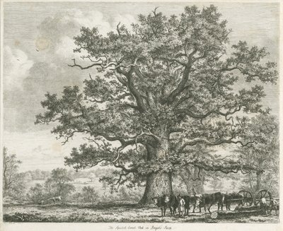 Blithfield - Squitch-bank Eiche (1824) von Unbekannt