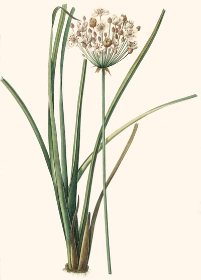 Botanische Illustration/Redouté/Butomus umbellatus/Doldenblütiger Schwanenhalm/Blumenarmband von Unbekannt