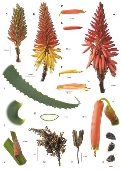 Botanische Tafel Aloe arborescens von Unbekannt