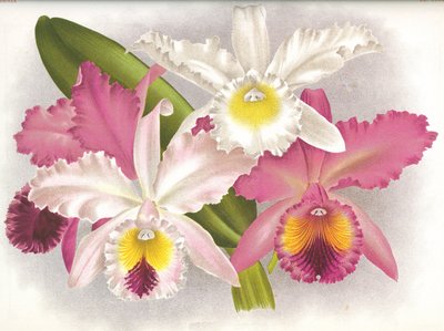Botanische Tafel/Cattleya labiata/Lindenia von Unbekannt