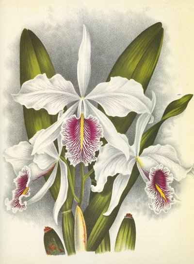 Botanische Tafel: Cattleya maxima var. Virginalis von Unbekannt