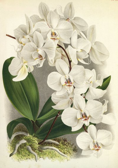 Botanische Tafel: Phalaenopsis amabilis, Phalaenopsis gigantea von Unbekannt