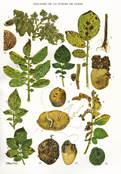 Botanische Tafel/Kartoffelkrankheiten/Solanum tuberosum von Unbekannt