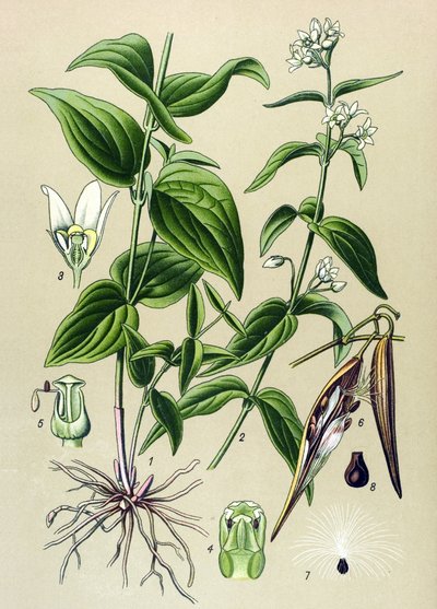 Botanische Tafel: Gewöhnlicher Schwalbenwurz (Vincetoxicum hirundinaria) von Unbekannter Künstler