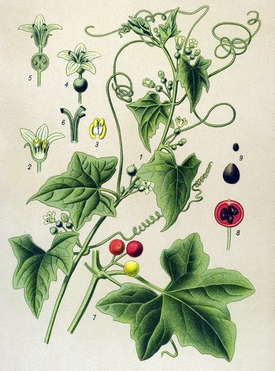 Botanische Tafel, Pflanze: Zweihäusige Zaunrübe (Bryonia dioica) von Unbekannter Künstler