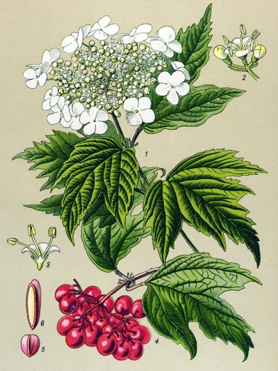 Botanische Tafel, Pflanze: Gemeiner Schneeball (Viburnum opulus) von Unbekannter Künstler