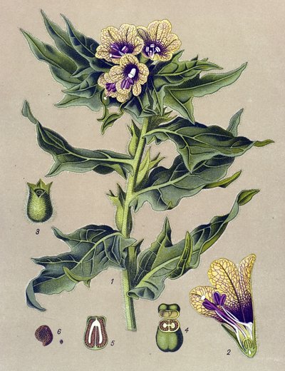 Botanische Tafel, Pflanze: Schwarzes Bilsenkraut (Hyoscyamus niger) von Unbekannter Künstler