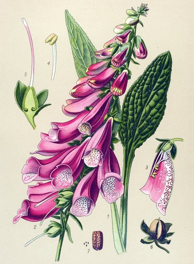 Botanische Tafel, Pflanze: Purpur-Fingerhut (Digitalis purpurea) von Unbekannter Künstler