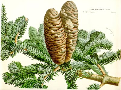 Botanische Illustration Abies numidica von Unbekannt