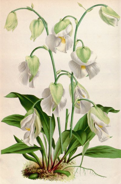 Botanische Illustration/Utricularia alpina/Alpen-Kannenpflanze von Unbekannt