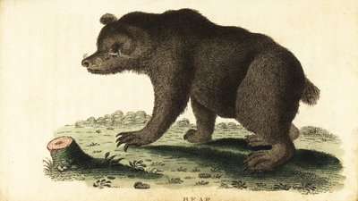 Braunbär, Ursus arctos von Unbekannter Künstler