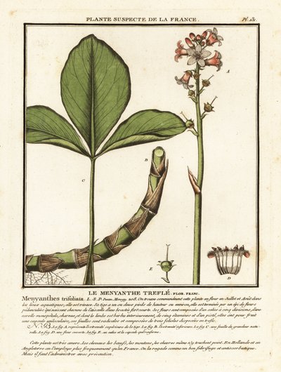 Fieberklee, Menyanthes trifoliata von Unbekannter Künstler