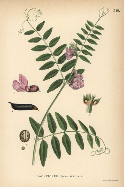 Zaun-Wicke, Vicia sepium von Unbekannter Künstler