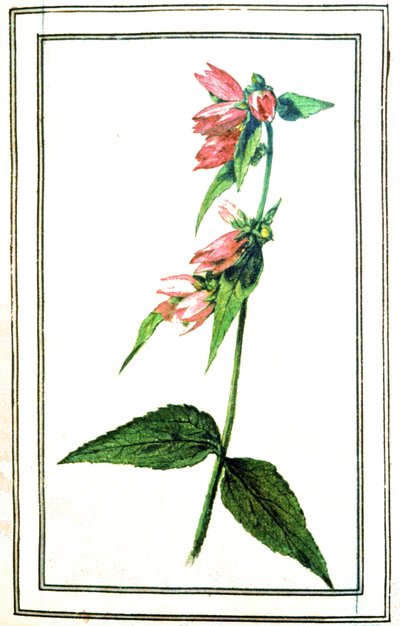 Gemeine Glockenblume von Unbekannter Künstler