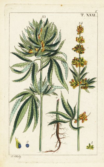 Cannabispflanze, Cannabis sativa von Unbekannter Künstler