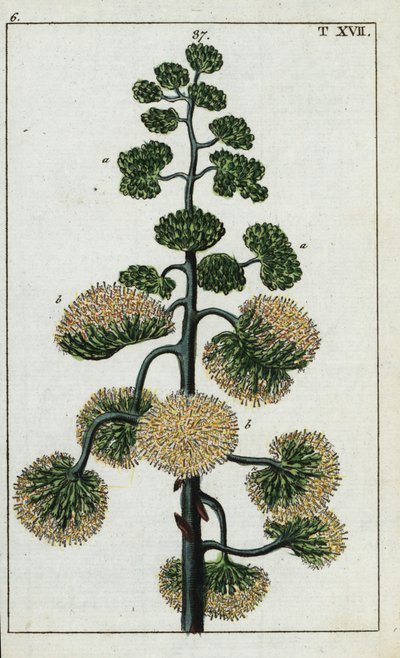 Jahrhundertpflanze, Agave americana von Unbekannter Künstler