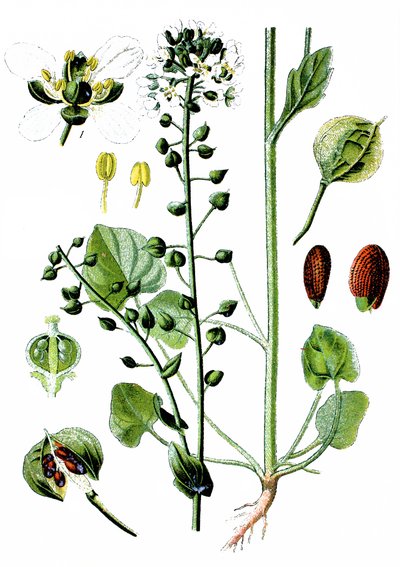 Gewöhnliches Löffelkraut, Cochlearia officinalis von Unbekannter Künstler