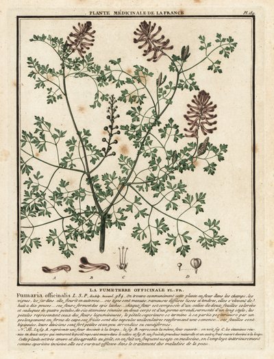 Erdrauch, Fumaria officinalis von Unbekannter Künstler