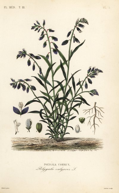 Gewöhnlicher Kreuzblütler, Polygala vulgaris von Unbekannt