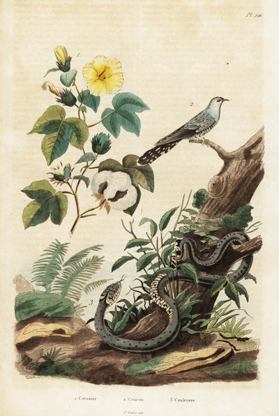 Baumwolle, Kuckuck und Grasnatter, 1834-1839 von Unbekannter Künstler