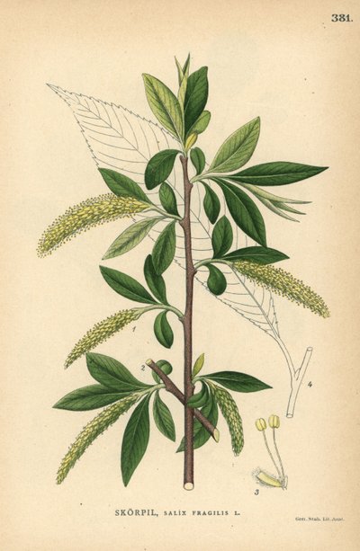 Bruchweide, Salix fragilis von Unbekannter Künstler