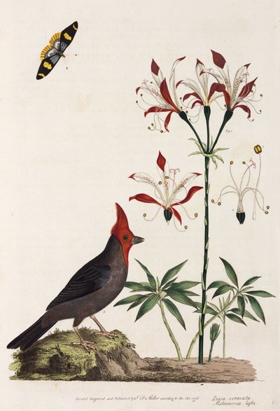 Kreuzschnabel, Lilie und Schmetterling von Unbekannt