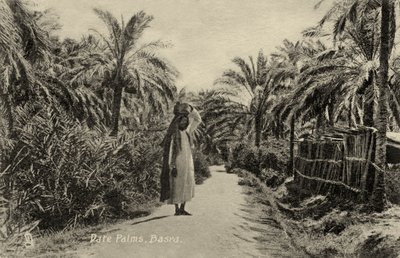 Dattelpalmen, Basra von Unbekannter Künstler