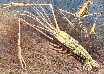 Tiefwassergarnele von Unbekannter Künstler