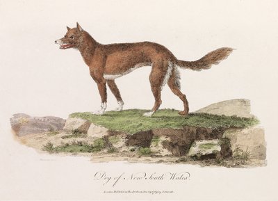 Hund von New South Wales von Unbekannter Künstler