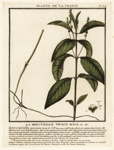 Wald-Bingelkraut, Mercurialis perennis von Unbekannter Künstler