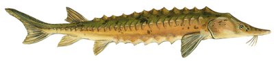 Gelber Stör - Seestör (Acipenser fulvescens) von Unbekannter Künstler