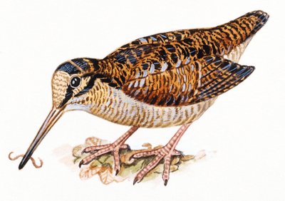 Eurasische Waldschnepfe, Scopolax rusticola von Unbekannt
