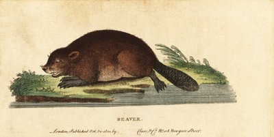 Eurasischer Biber, Castor fiber, 1800 (Gravur) von Unbekannter Künstler