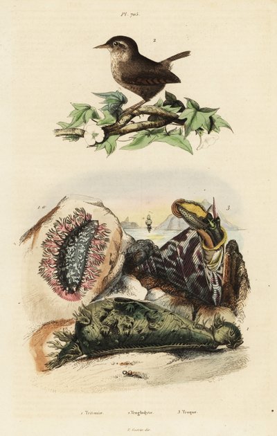 Zaunkönig, Nilsegel und Meeresschnecke von Unbekannter Künstler