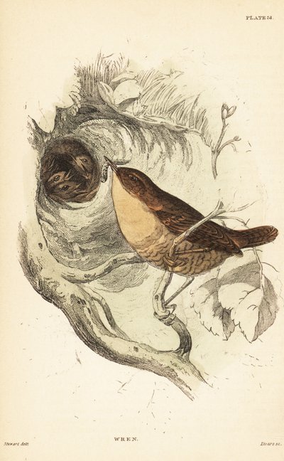 Eurasischer Zaunkönig, Troglodytes troglodytes. 1889 (Gravur) von Unbekannter Künstler