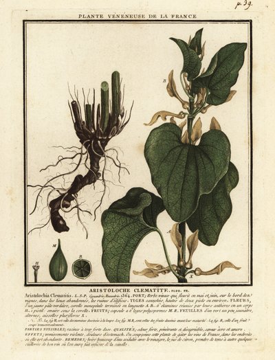 Gewöhnliche Osterluzei, Aristolochia clematitis von Unbekannter Künstler