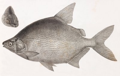 Fische: Le Serrasalme Citharine von Unbekannt