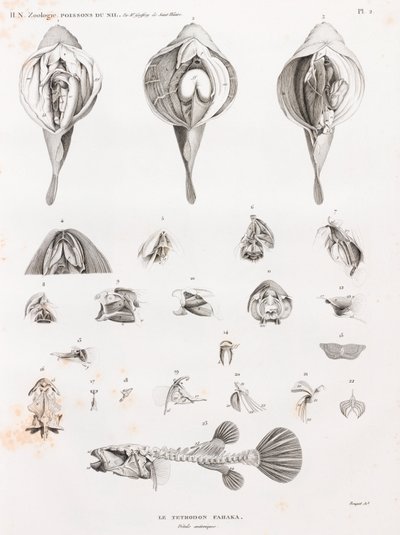 Fische: Tetrodon, Anatomie von Unbekannt
