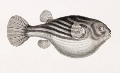Fische: Tetrodon (Nahaufnahme) von Unbekannt