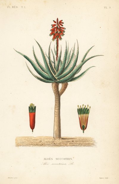 Fynbos-Aloe, Aloe succotrina, Aloes succotrin von Unbekannt