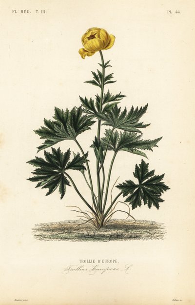 Trollblume von Unbekannt