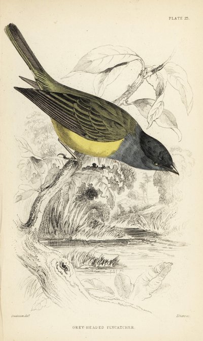 Graukopf-Kanarienfliegenschnäpper, Culicicapa ceylonensis (Graukopf-Fliegenschnäpper, Cryptolopha poiocephala). Handkolorierter Stahlstich von William Lizars nach einer Illustration von William Swainson aus Sir William Jardine